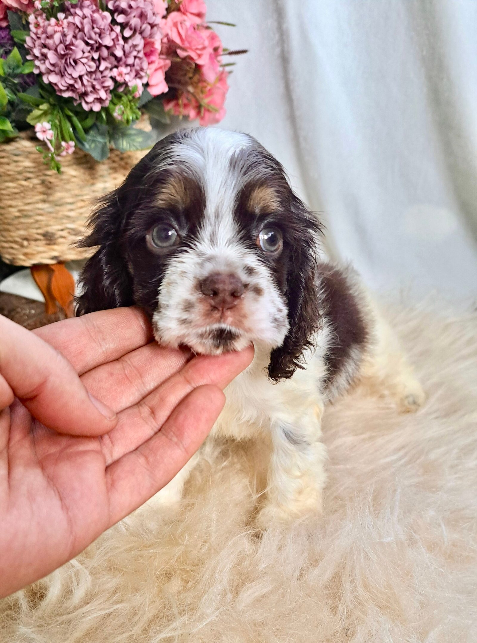 Read more about the article Origem do Cocker Spaniel Americano