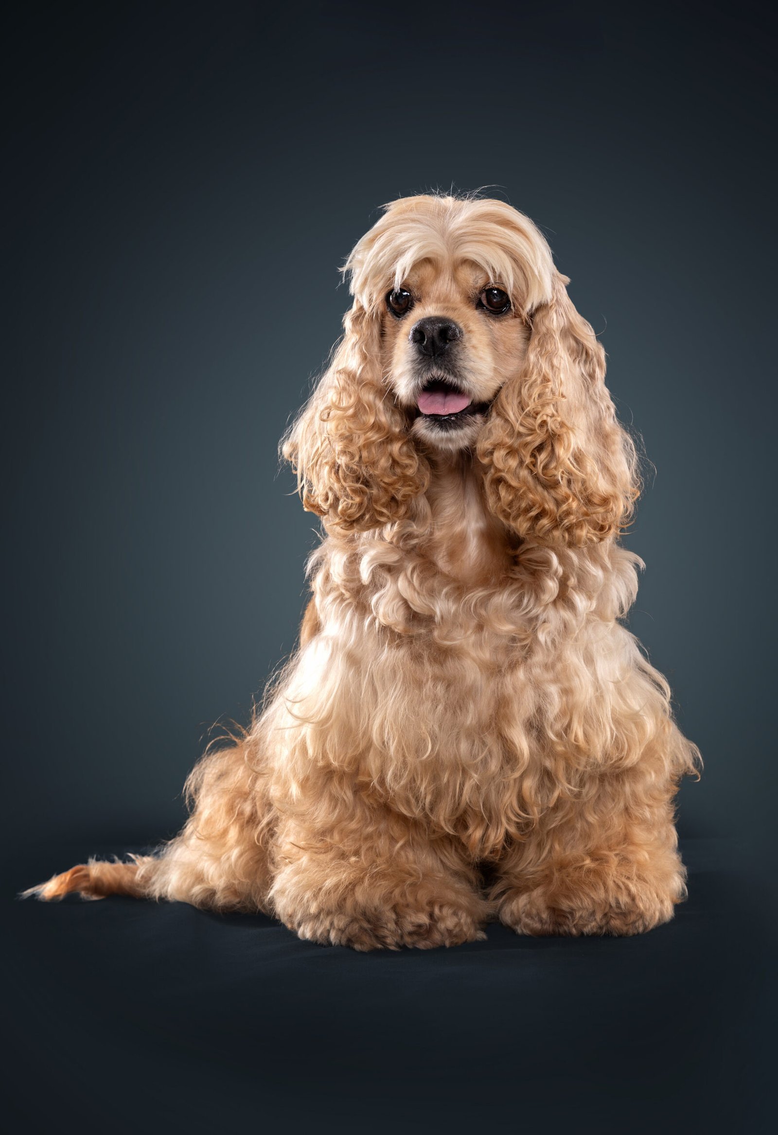 Read more about the article Qual o padrão da raça Cocker Spaniel Americano de acordo com o American Kennel Club (AKC)?