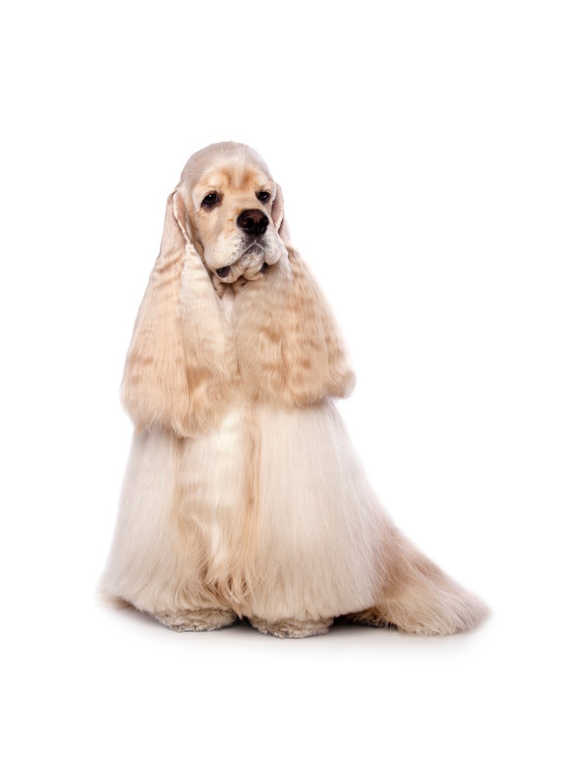 Cocker-americano-cocker-spaniel-americano-canil-especializado-em-sao-paulo