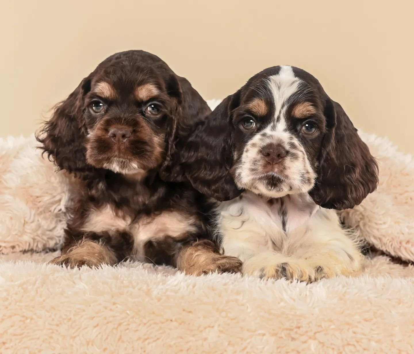 Read more about the article Canil de Cocker Spaniel Americano