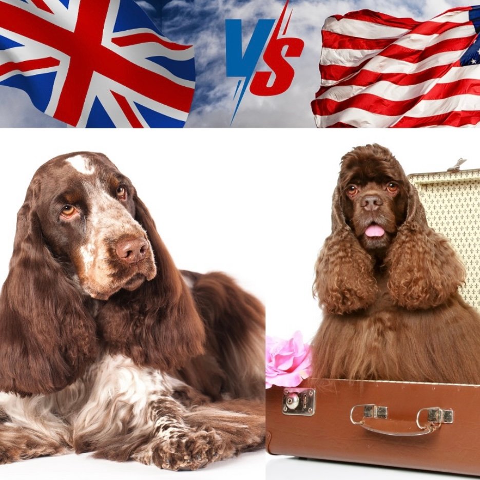 Read more about the article Quais as diferenças entre o Cocker Spaniel Americano e o Cocker Spaniel Inglês?