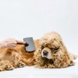 Read more about the article O cachorro da raça Cocker Spaniel Americano solta muito pelo?