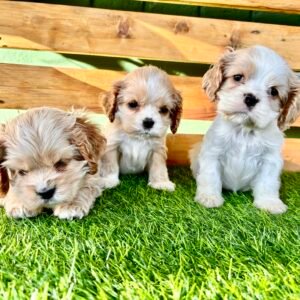 Read more about the article Filhotes da raça Cocker Spaniel Americano – Ninhada Frozen