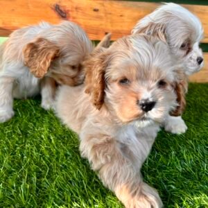 Read more about the article Ninhada de filhotes de Cocker Spaniel Americano em São Paulo – Canil Especializado Velvet Hugs