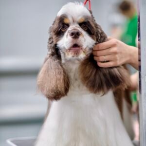 Read more about the article Os cães da raça Cocker Spaniel Americano têm que escovar o pelo todo os dias?