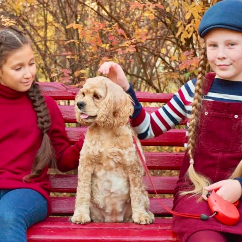 Read more about the article Qual é o temperamento do cachorro da raça Cocker Spaniel Americano? Ele se dá bem com crianças e animais?