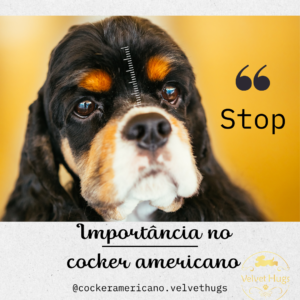 Read more about the article Stop: importante região da anatomia do crânio do Cocker Spaniel Americano
