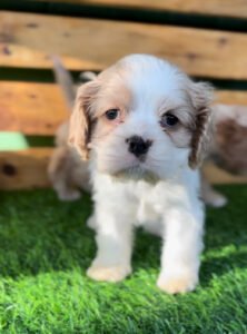 Read more about the article Filhote fêmea da raça Cocker Spaniel Americano